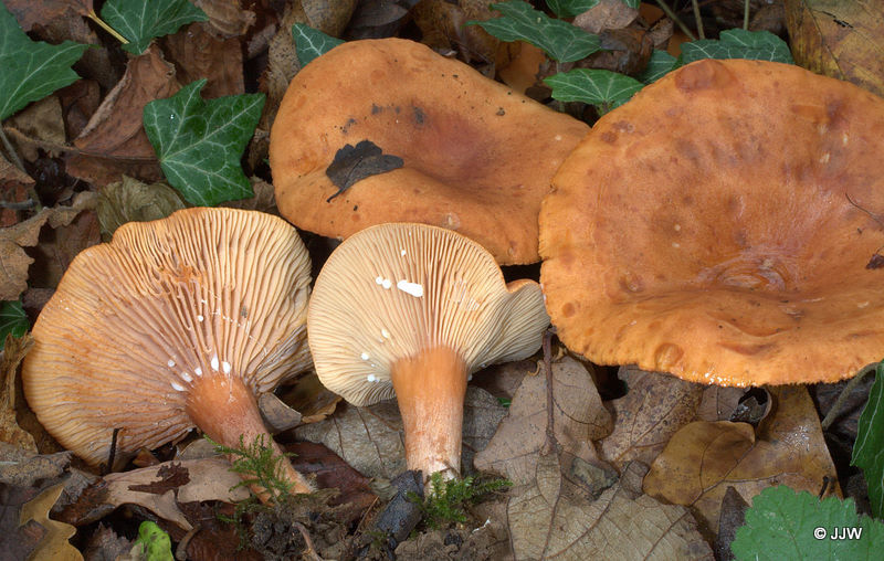 Lactarius fulvissimus